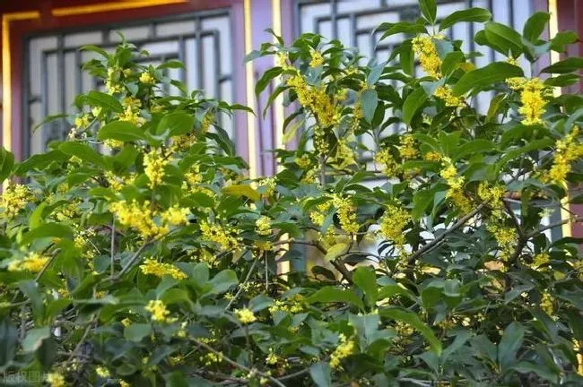 植物繁殖|桂花树的繁殖方法和注意事项，桂花怎样扦插繁殖快成活高）