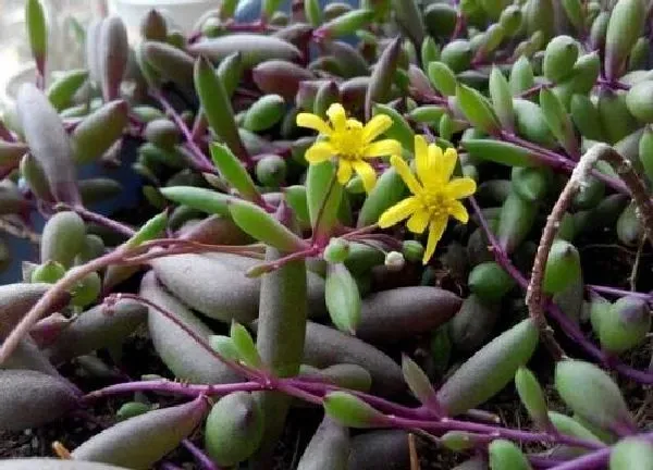 植物扦插|紫弦月叶插多久发芽