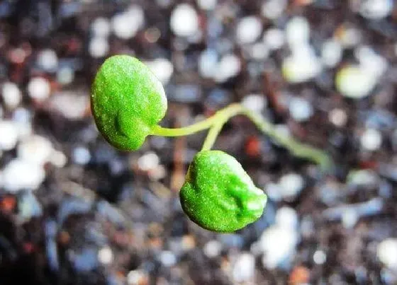 植物播种|太阳花怎么留种子