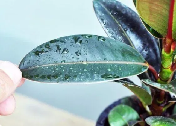 植物百科|印度榕开花吗 开花是什么样子