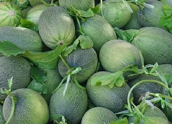 果实成熟|哈密瓜什么季节成熟上市 成熟期是几月份