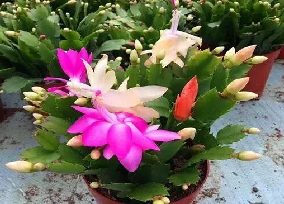 花期|仙指兰花期是什么时候