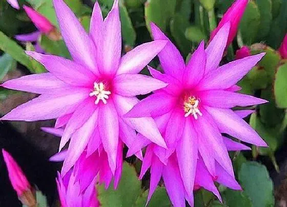 花期|仙指兰花期是什么时候