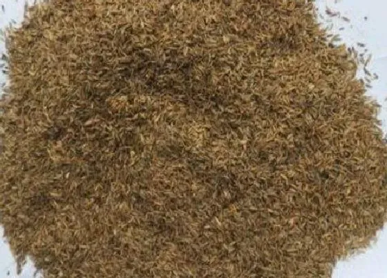 种植管理|蒲公英种子直接种可以吗