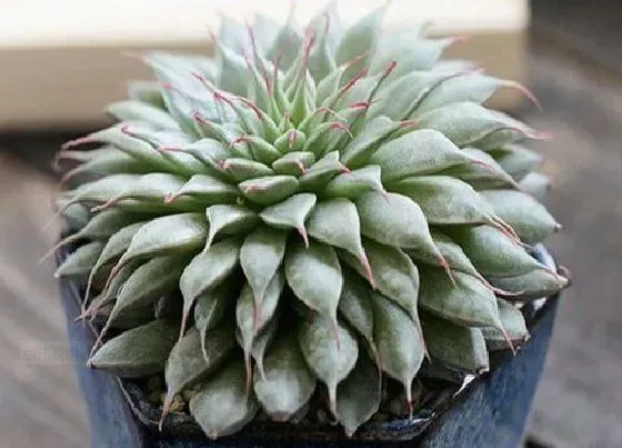 冬天植物|多肉怕冷吗（冬天多肉植物适合多少温度低温）