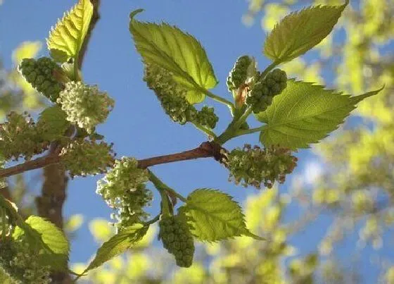 种植管理|桑树的生长周期是多长时间