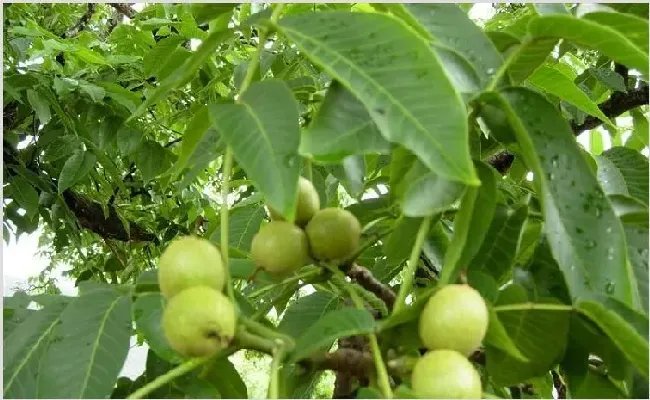 核桃落叶落果的原因及防治技巧 | 种植技术