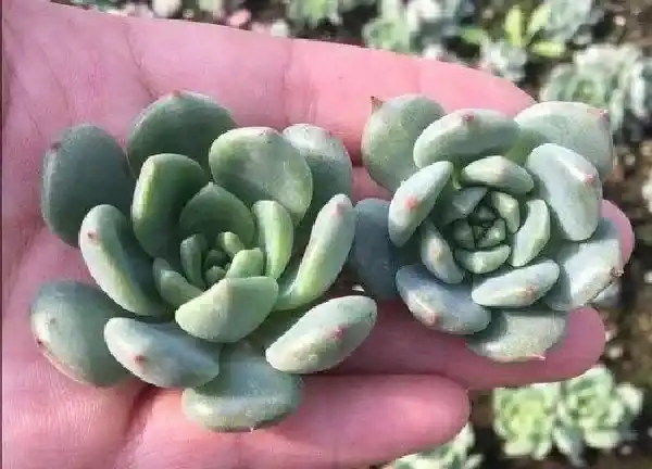 养殖方法|青苹果多肉怎么养长的好