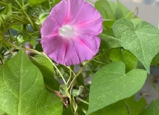 冬天植物|牵牛花耐寒吗（牵牛花耐寒最低温度及越冬方法）