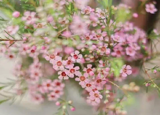 种植百科|腊梅什么季节种植最好 腊梅栽植时间及方法