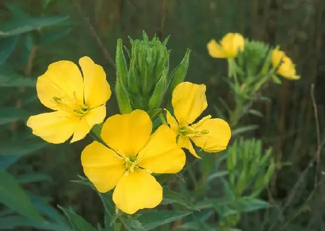 花卉百科|代表陪伴的花