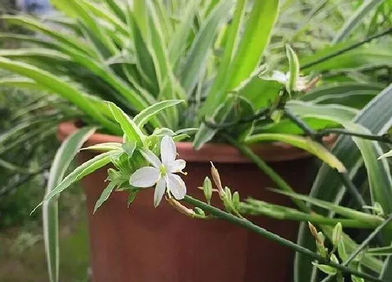 送花|新家送什么花合适