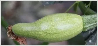 蔬菜激素中毒、畸形果多怎么办？ | 种植技术