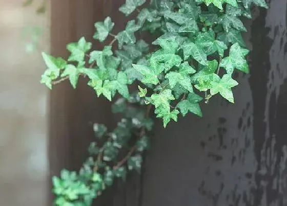 植物施肥|长青藤施什么肥最好