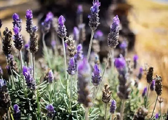 植物百科|薰衣草是什么植物类别