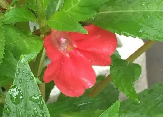 植物百科|凤仙花是什么样子的