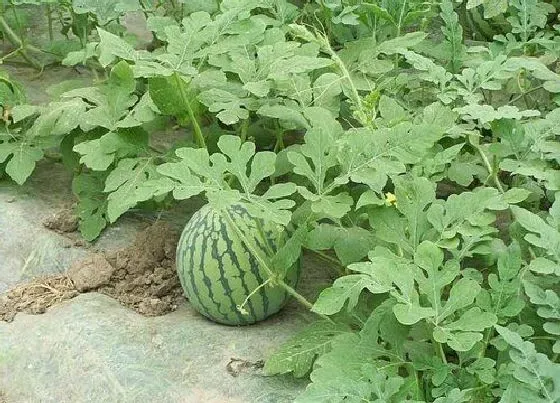 植物百科|西瓜属于什么植物类型