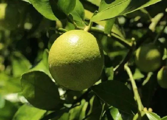 植物修剪|小橘子树怎么修剪方法