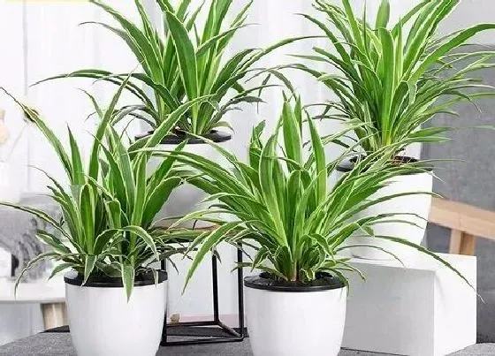植物排行|适合水培的植物有哪些