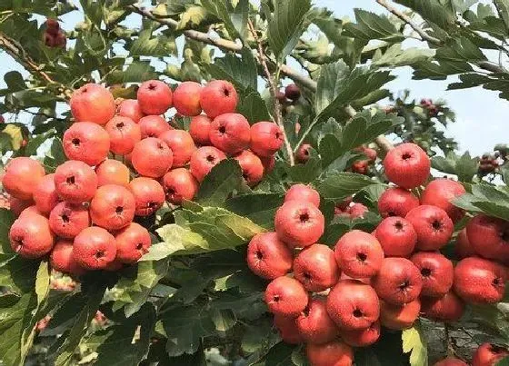 植物百科|山里红和山楂一样吗 长什么样子（图片比对）