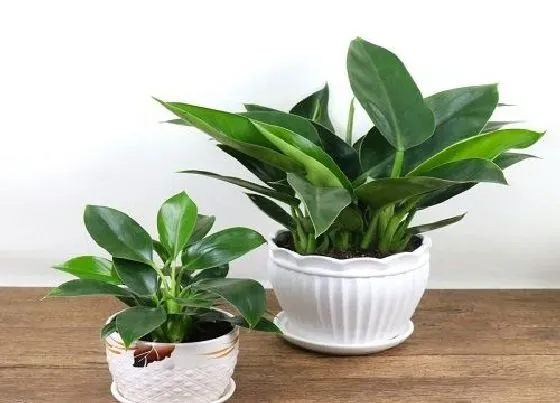 植物毒性|金钻有毒吗（金钻盆栽能放家中的室内养吗）