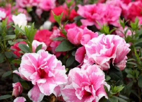 花期|西洋杜鹃花期是什么时候