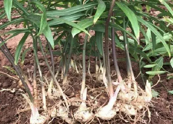 种植管理|黄精种植行距和株距 一亩种植多少株黄精