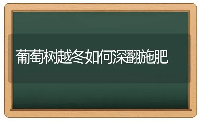 葡萄树越冬如何深翻施肥 | 种植肥料施肥