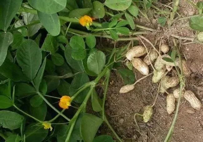 种植管理|花生开花期怎样种植与管理产量高，花生花期管理技术要点）