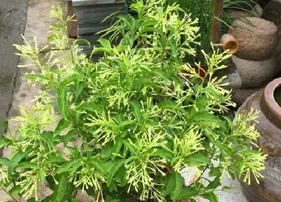 植物毒性|夜来香有毒吗 能在家里养吗