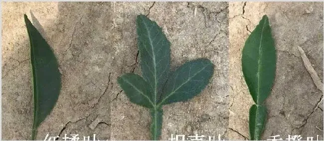 枳壳、红桔、资阳香橙砧木的优缺点,哪个好 | 种植资料