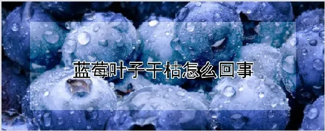 蓝莓叶子干枯怎么回事 | 农业科普