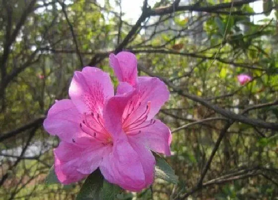 花期|毛鹃一年开几次花