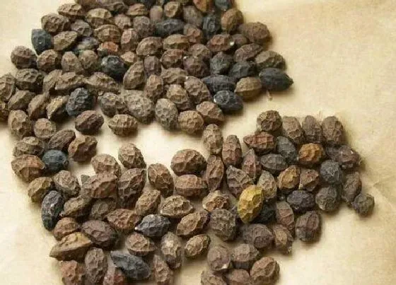 种子|鸦胆子是什么植物的种子