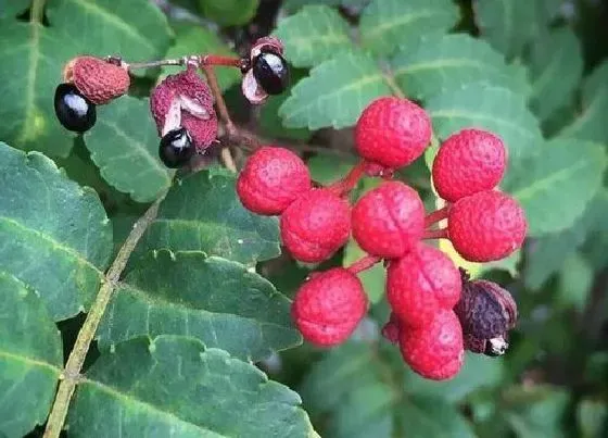 植物嫁接|花椒树每年的几月份嫁接成活率高，怎么嫁接成活率高 ）