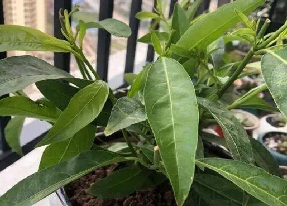 植物毒性|夜来香有毒吗 能在家里养吗