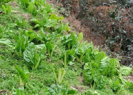 植物百科|牛皮菜是多年生吗