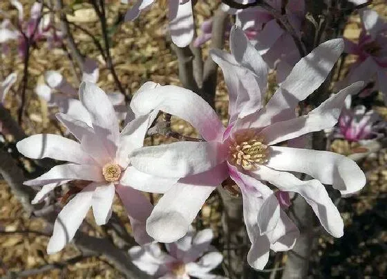 植物百科|玉兰是什么花序类型 属于柔荑花序