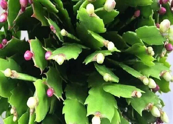花期|仙指兰花期是什么时候