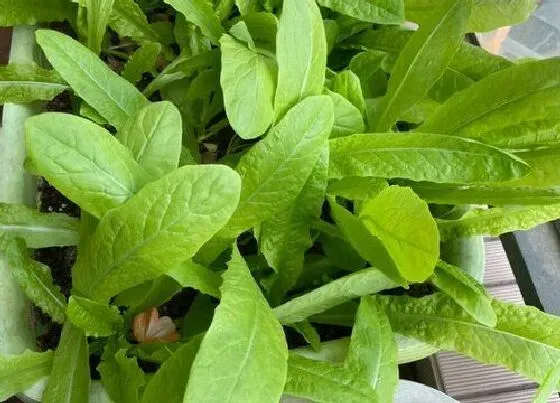 叶子|莴笋叶子和油麦菜区别