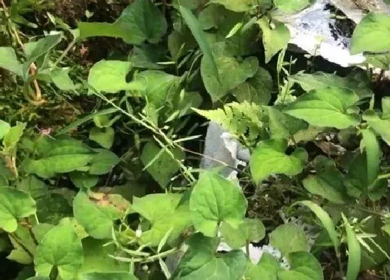 植物百科|鱼腥草生长在什么地方