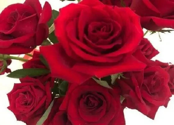 花语|11朵玫瑰花代表什么花语