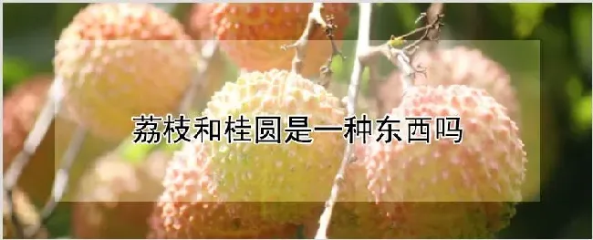 荔枝和桂圆是一种东西吗 | 养殖技术