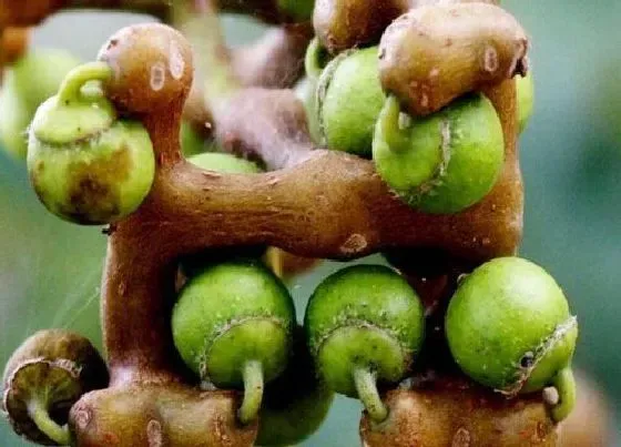 植物产地|拐枣是哪里的特产