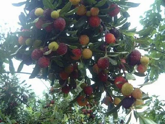 种植管理|杨梅几年结果实 种植多久才能开花挂果