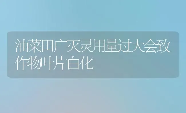 油菜田广灭灵用量过大会致作物叶片白化 | 粮油作物种植