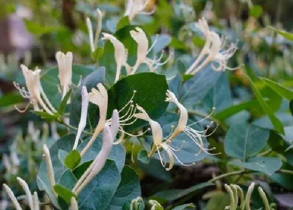 养殖科普|金银花喜欢阳光吗