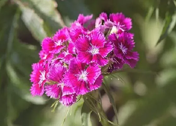 植物播种|石竹什么时候播种合适