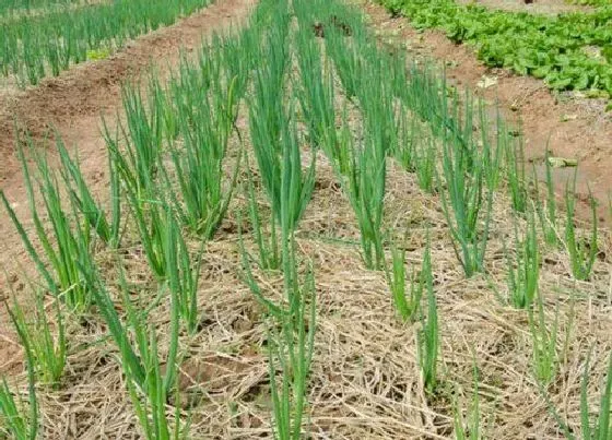 植物播种|北方小葱什么时候播种 合适播种时间