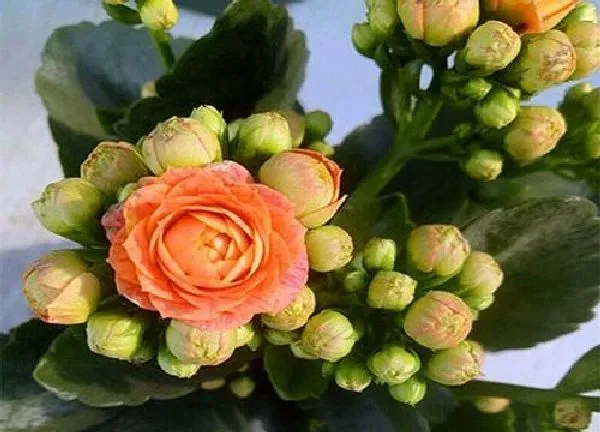 植物浇水|长寿花可以用啤酒浇吗